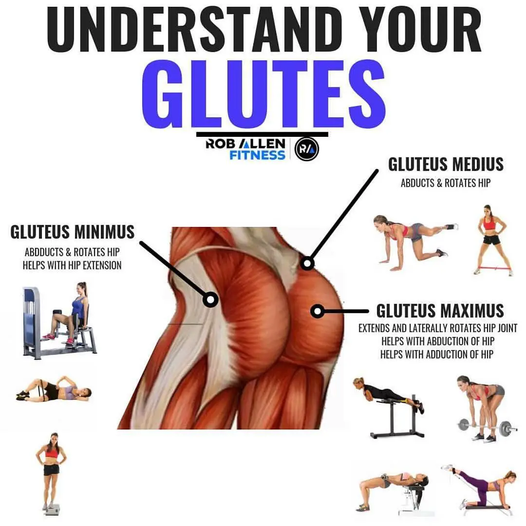 Your glute muscles work as a team. The gluteus Maximus is kinda like ...